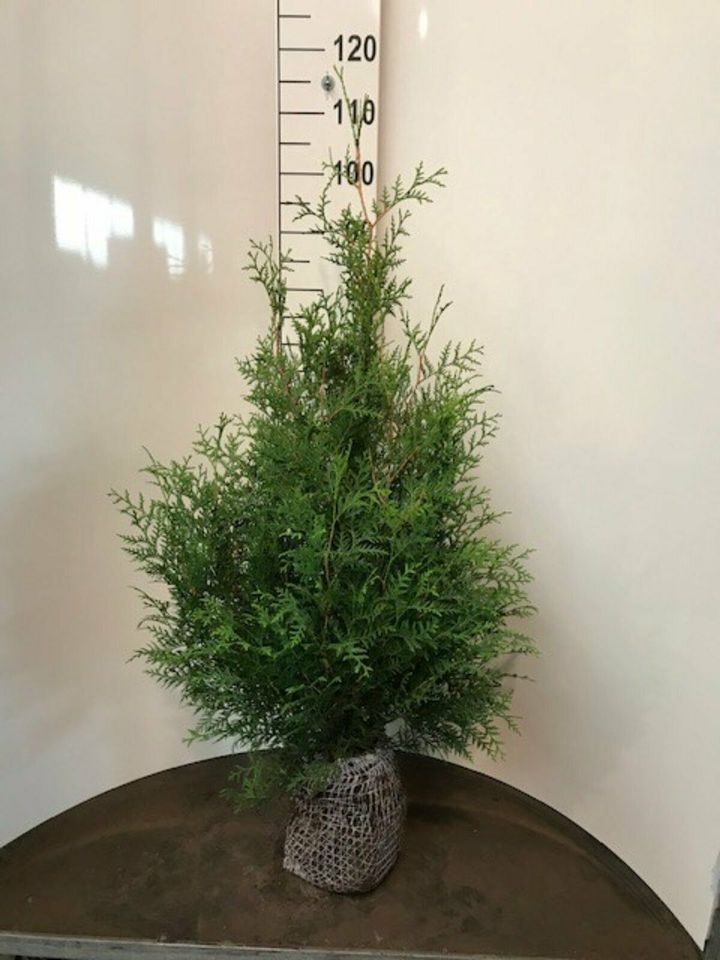 ANGEBOT! Thuja occ. Brabant Heckenpflanzen (lebensbaum) in Niederlangen