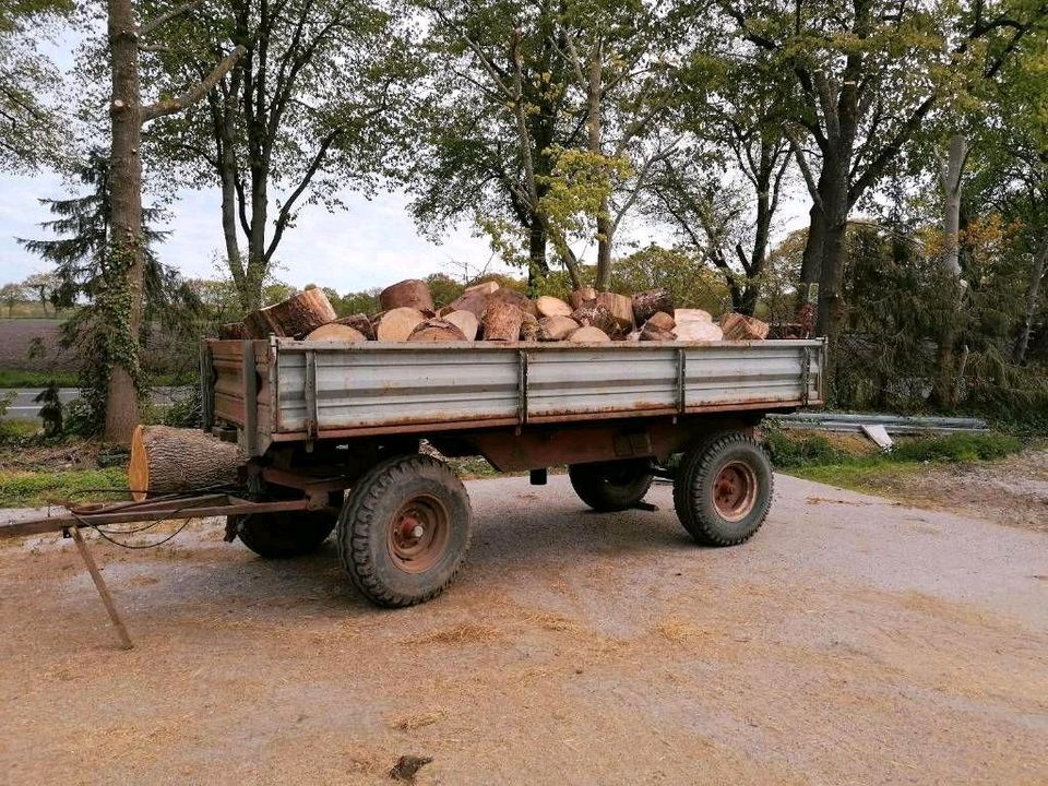 großer Anhänger voll Kaminholz, 7SRM, Brennholz, Feuerholz in Lübberstedt