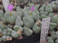 Conophytum taylorianum subsp. ernianum Bergspitze S Witputz Nordrhein-Westfalen - Höxter Vorschau