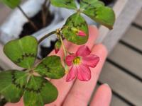 Glücksklee Oxalis Deppei Blumenzwiebeln Niedersachsen - Garrel Vorschau