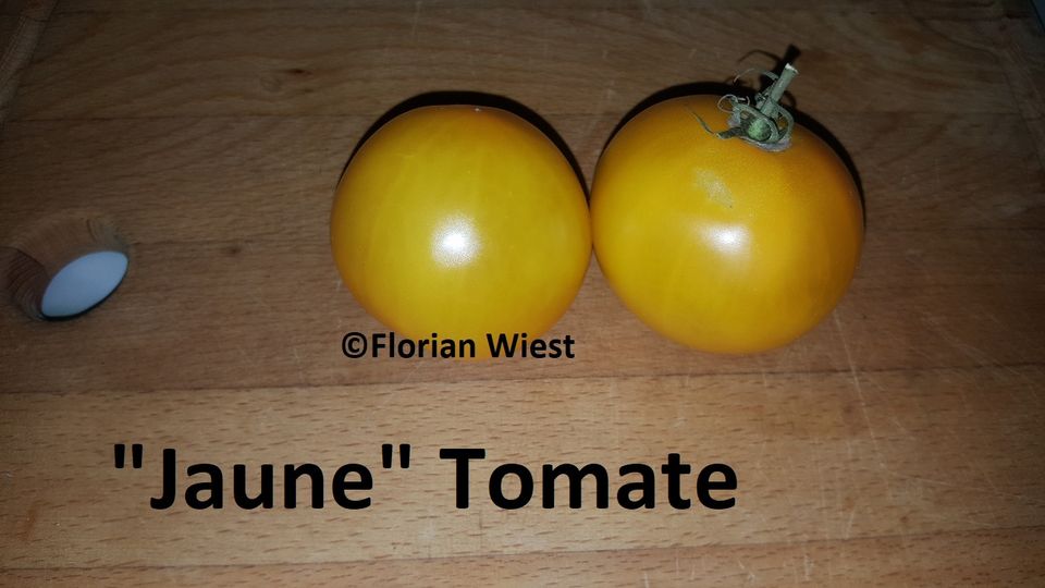 Tomaten - Fleischtomaten, Salattomaten und  Coktailtomaten Samen in Freital