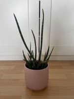 Sansevieria cylindrica - Bogenhanf Dortmund - Innenstadt-West Vorschau