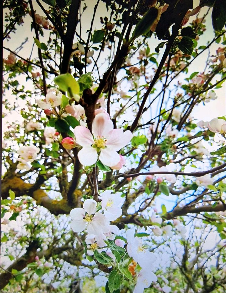 Kleingarten im Gartenverein in Neubrandenburg