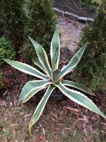 Agave americana variegata Kübelpflanze Sachsen-Anhalt - Halle Vorschau