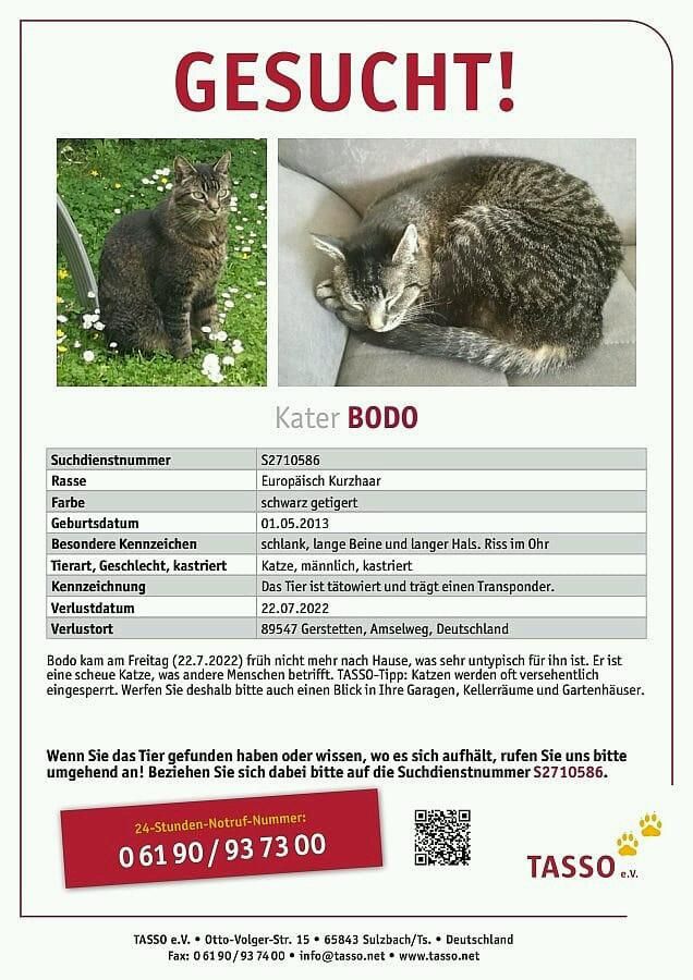 Kater BODO fehlt! in Gerstetten