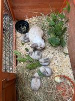 Handzahme Zwergwidder Siam Babys abzugeben, Kaninchen, Hasen Nürnberg (Mittelfr) - Aussenstadt-Sued Vorschau