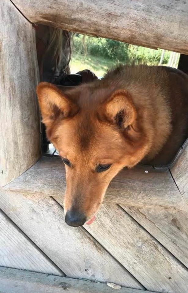 Spaziergänge mit DEINEM Hund, in und um Legefeld. in Weimar