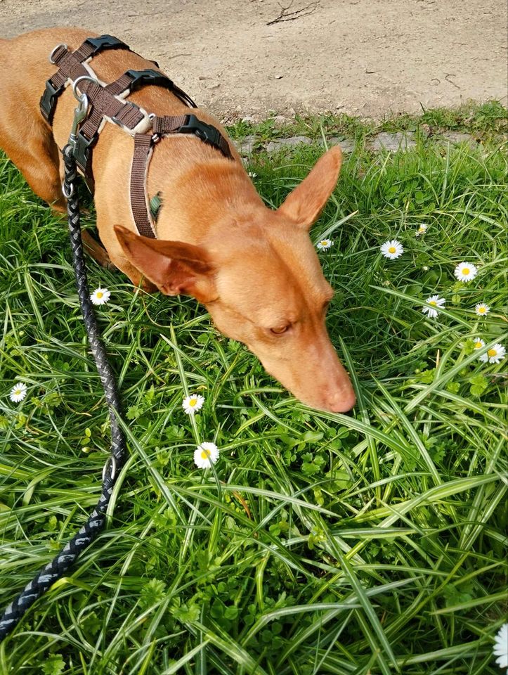 NOA Podenca Maneta Tierschutz Hund Hündin 8 in Fürth