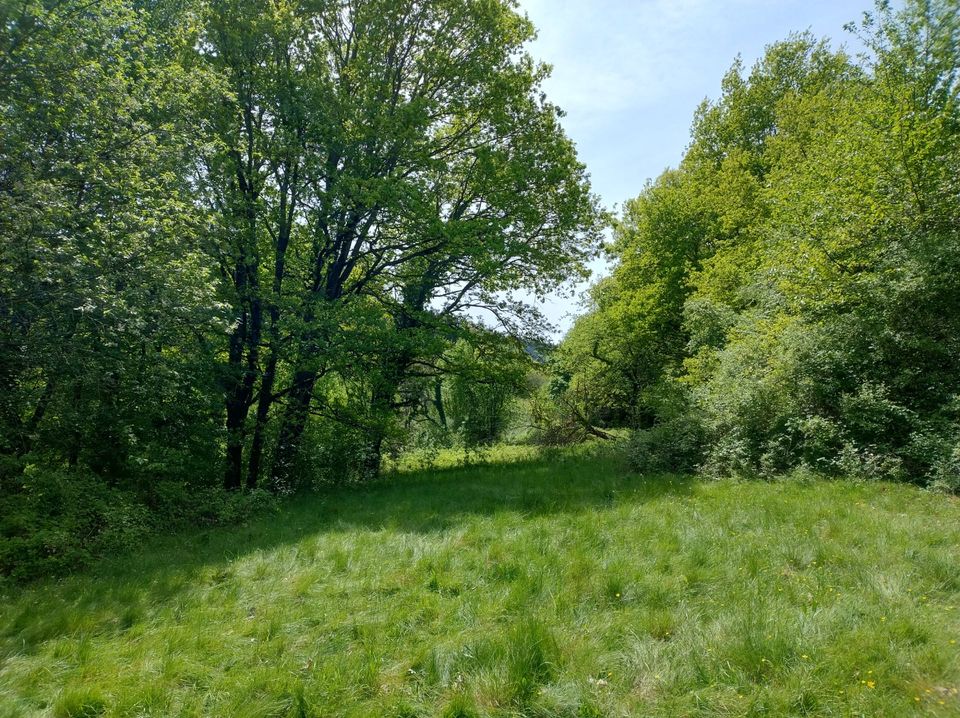 Wiesengelände bei Eußerthal in Kaiserslautern