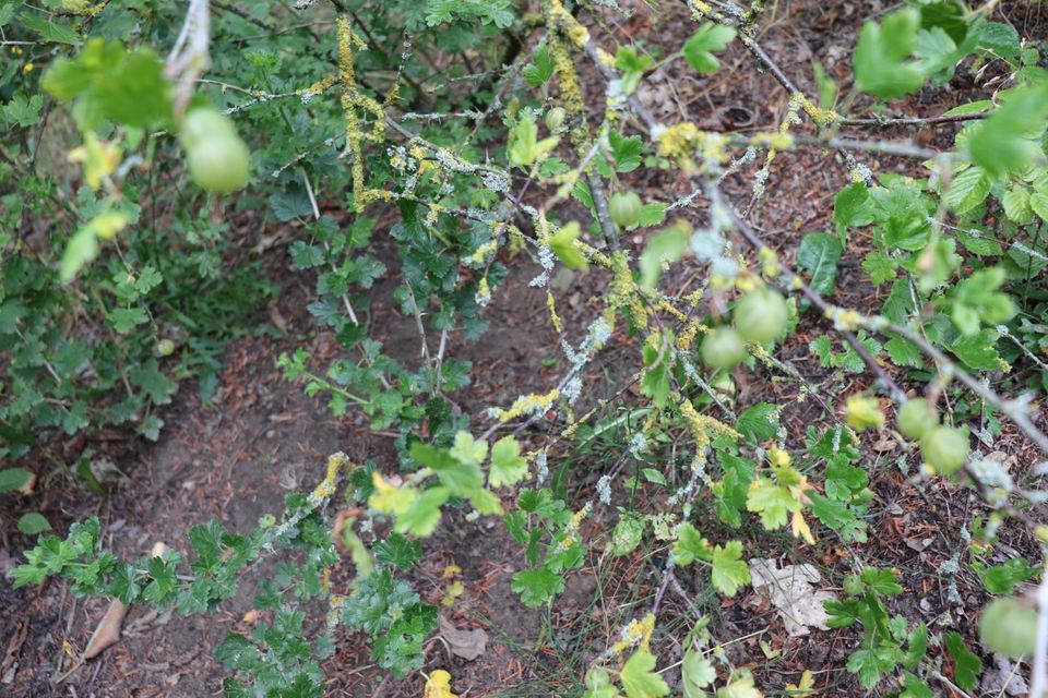 Beeren Stachelbeere gelbe Früchte Sträucher ca. 40 - 100 cm hoch in Beetzendorf