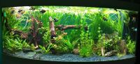 Aquarienpflanzen Wasserpflanzen Pflanzenpaket Frankfurt am Main - Nieder-Erlenbach Vorschau