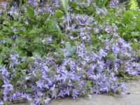 Hängeglockenblume/Campanula-blau/lila-Steingarten-Bienenweide Baden-Württemberg - Sachsenheim Vorschau