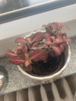 Fittonia Modaikpflanze pink rot Mitte - Tiergarten Vorschau