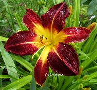 Hemerocallis Taglilie " Ruby Spider" fantastisch leuchtende Blüte Köln - Merkenich Vorschau