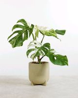 SUCHE Ableger Monstera deliciosa albo variegata Pankow - Prenzlauer Berg Vorschau