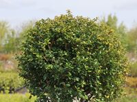 Ilex crenata 'Glorie Gem' 25-30cm Köln - Bickendorf Vorschau