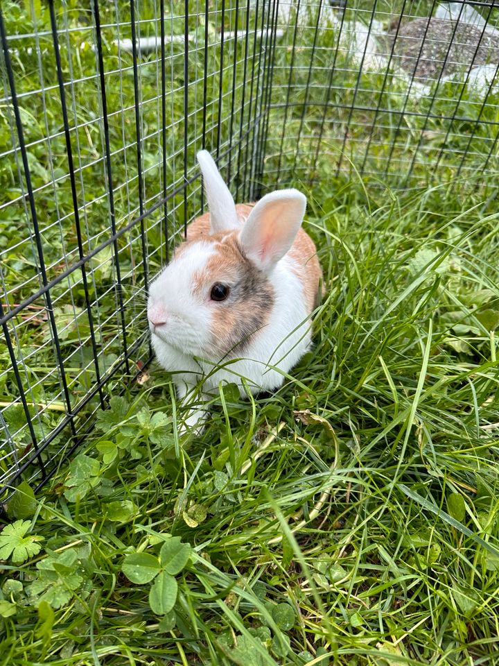 Kaninchen zu Verkaufen in Villingen-Schwenningen