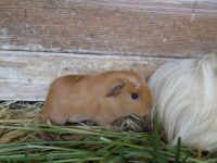 junges Meerschweinchen,  Shelti, Niedersachsen - Bardowick Vorschau