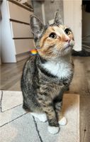 Katze sucht neues zu Hause Dresden - Tolkewitz Vorschau