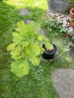 Eiche Baum Setzling ca. 95 cm Thüringen - Sömmerda Vorschau