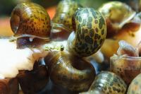 10 Stück Posthornschnecken mix PHS Schnecke Nordrhein-Westfalen - Gelsenkirchen Vorschau