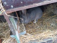 Hasen  deutsche  riesen Bayern - Böhmfeld Vorschau