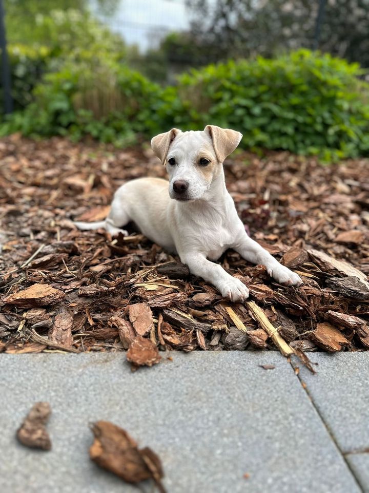 Kleine Paloma in Lüdenscheid aus Tierschutz in Lüdenscheid