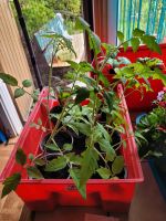 6 Tomaten  Pflanzen abzugeben! Sachsen-Anhalt - Magdeburg Vorschau