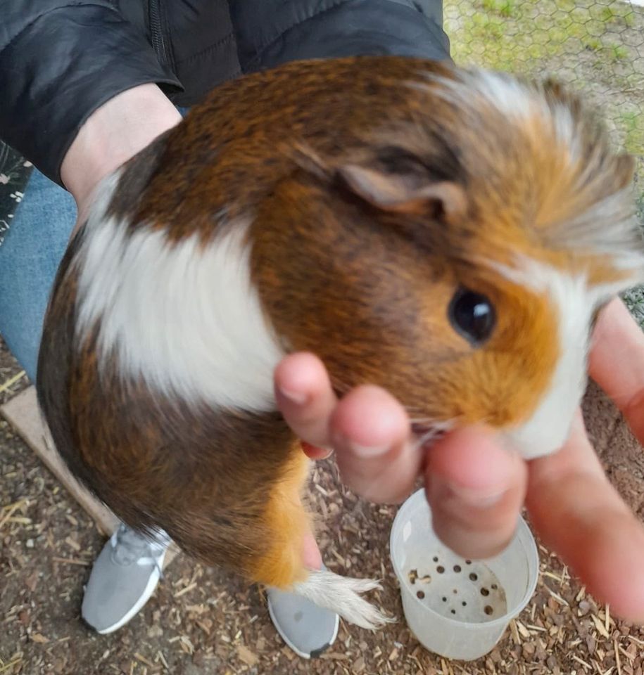 Meerschweinchen Jungs und Mädchen in Derenburg