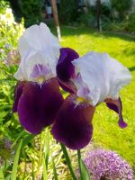 Schwertlilie- Iris Rhizomen,  zweifarbig Baden-Württemberg - Heidelberg Vorschau