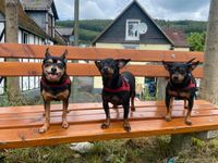 Hundesitter gesucht Nordrhein-Westfalen - Siegen Vorschau