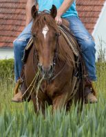 Quarter Horse Wallach Bayern - Ehingen Vorschau