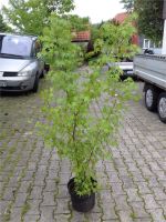 Acer palmatum Japanischer Fächerahorn 170cm im Container Solitär Niedersachsen - Bovenden Vorschau