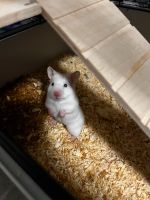 Baby Hamster Nordrhein-Westfalen - Gummersbach Vorschau