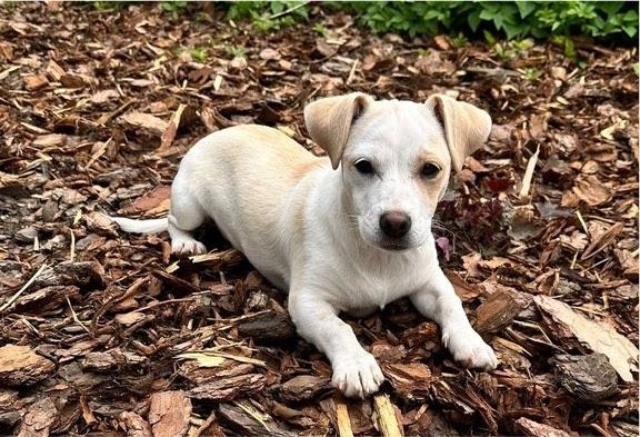 Kleine Paloma in Lüdenscheid aus Tierschutz in Lüdenscheid