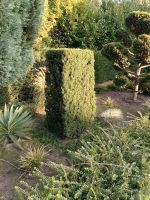 Taxus Bonsai Nordrhein-Westfalen - Gütersloh Vorschau