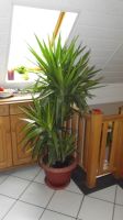 Yucca Palme Palmlilie Yuccapalme Nordrhein-Westfalen - Löhne Vorschau