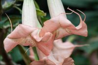 Datura Burgmansia versch. Farben und Größen 15-29 € Nordrhein-Westfalen - Soest Vorschau