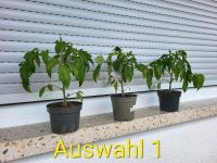 3 tomatenpflanze Sorte " Roma" Rheinland-Pfalz - Kaiserslautern Vorschau