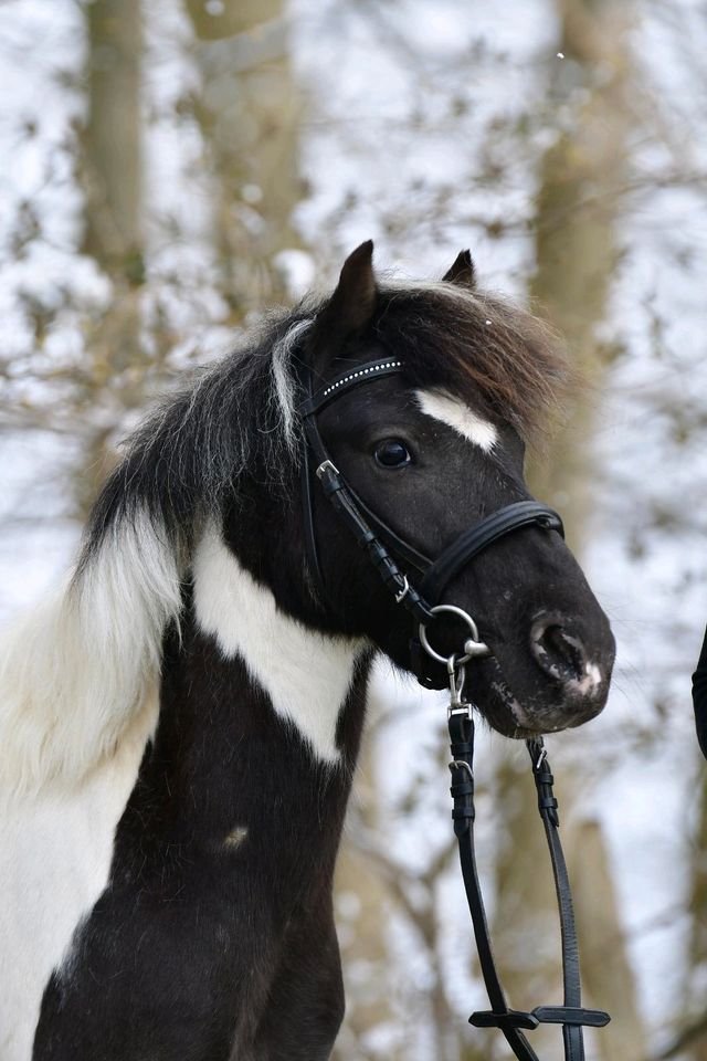 Reitbeteiligung/ Pony sucht Kind mit Reithalle in Travenbrück