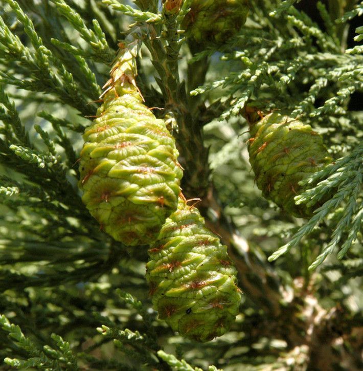 Kalifornischer Mammutbaum 50-60cm - Sequoiadendron giganteum in Bad Zwischenahn