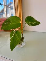 Monstera Deliciosa Variegata Stammsteckling voll bewurzelt 3 - VB Bayern - Raubling Vorschau