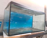 Aquarium 250l incl. Zubehör Sachsen-Anhalt - Klötze Vorschau