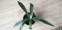 Agave Pflanze Zimmerpflanze Köln - Köln Merheim Vorschau