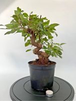 Bonsai Apfelbaum Malus Rheinland-Pfalz - Böhl-Iggelheim Vorschau