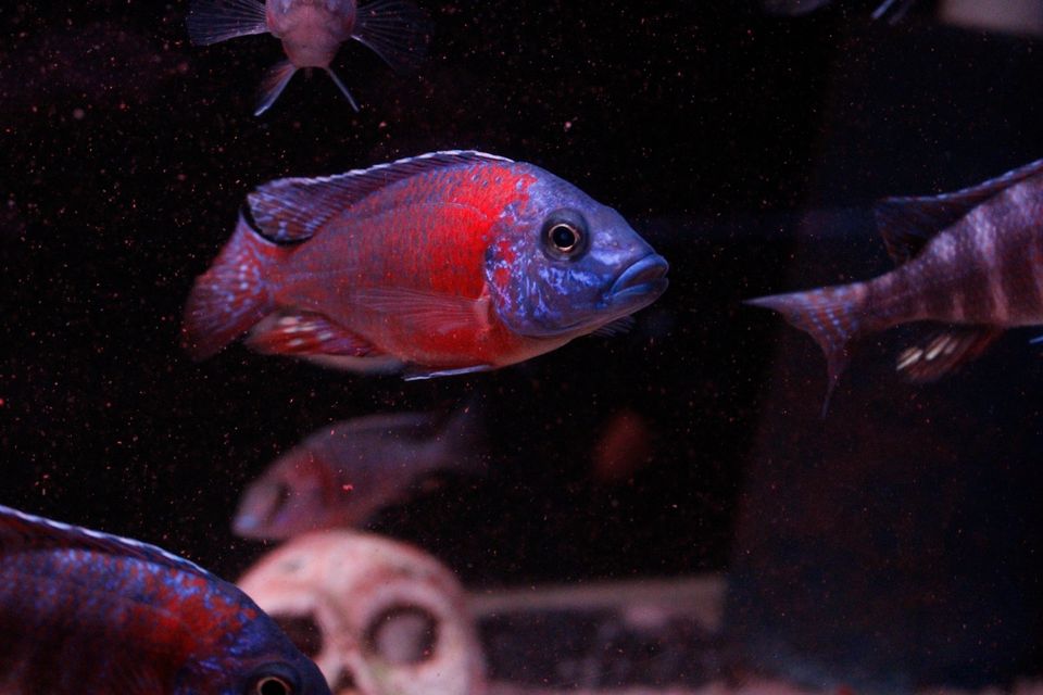 Aulonocara Red Rubin Malawi Kaiserbarsche Blau Rote cichlide in Eppelsheim