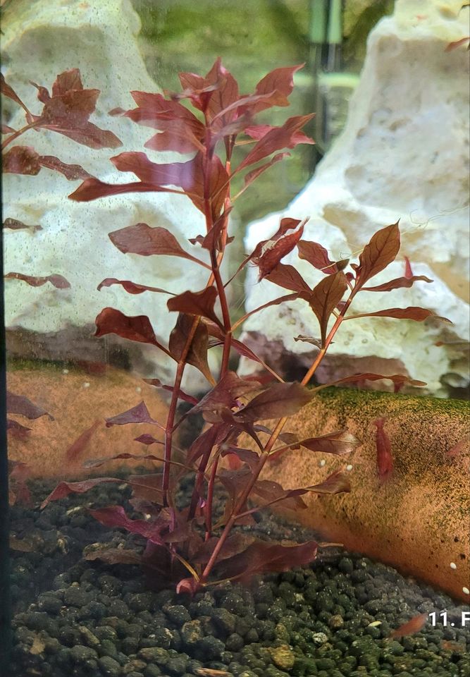Ludwigia sp. Super Red Aquarium Pflanze 5 Stängel in Tönisvorst
