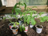 ⭐ 6 verschiedene Bio Tomaten Jungpflanzen Setzlinge Schleswig-Holstein - Gokels Vorschau