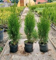 Thuja Smaragd nur 90 Cent, 35 bis 45 cm Lebensbaum Heckenpflanze Niedersachsen - Großefehn Vorschau