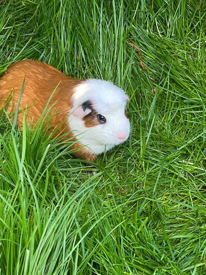 2 Frühkastrate rot weiß crested Männchen Meerschweinchen Kastrat in Harsefeld